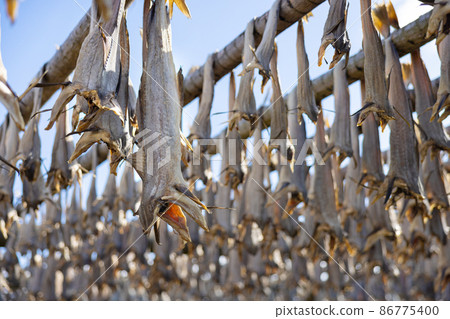 Close up of cod fish drying on traditional wooden racks in Lofoten Islands, Norway, Europe 86775400