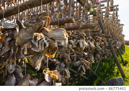 Cod fish drying on traditional wooden racks in Lofoten Islands, Norway, Europe Cod fish drying on traditional wooden racks in Lofoten Islands, Norway, Europe 86775401