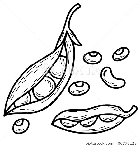 Set of vector hand drawn doodles pea plant.... - Stock Illustration ...