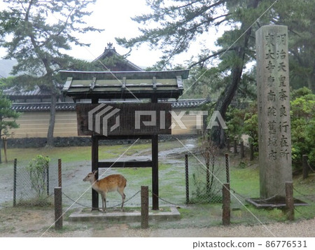 Todaiji Temple, a deer that shelters from the rain 86776531