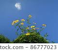 Small clouds and yellow flowers in the blue sky 86777023