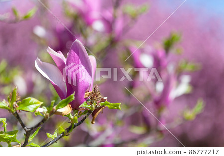 magnolia liliiflora at springtime in Botanic Garden Paris 86777217