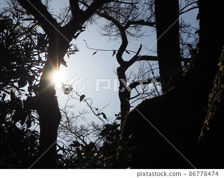 Sunbeams Sunbeams 86778474