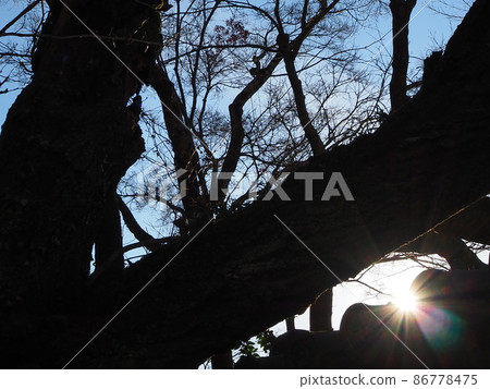 Sunbeams Sunbeams 86778475