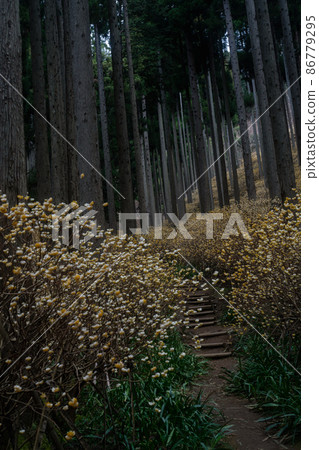 Photographing a colony of Mitsumata in the Oitomi district of Ayabe, Kyoto Prefecture Photographing a colony of Mitsumata in the Oitomi district of Ayabe, Kyoto Prefecture 86779295