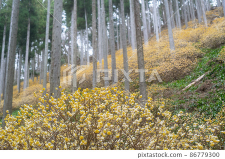 Photographing a colony of Mitsumata in the Oitomi district of Ayabe, Kyoto Prefecture Photographing a colony of Mitsumata in the Oitomi district of Ayabe, Kyoto Prefecture 86779300