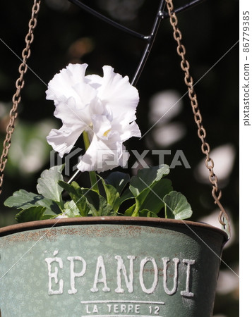 White frilled pansies in a tin bowl White frilled pansies in a tin bowl 86779385