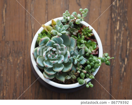 多肉桃太郎群栽 86779392