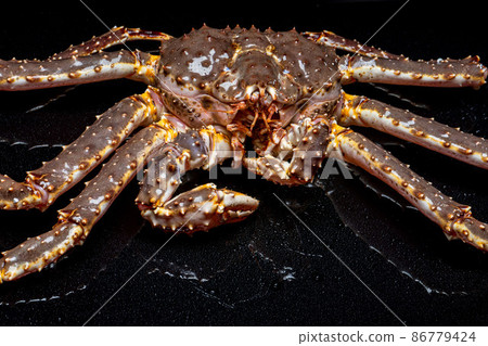 Raw live Kamchatka crab Paralithodes camtschatica, isolated on a black background 86779424
