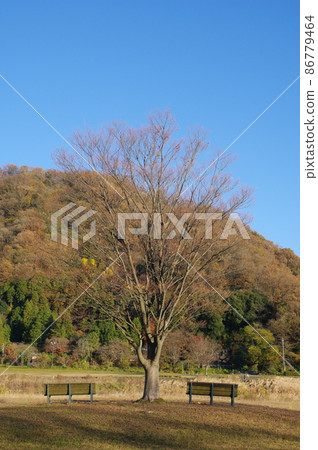 Late Autumn Park Late Autumn Park 86779464