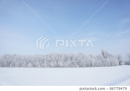 Frozen trees 86779479