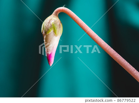 Gently pink flowers of anemones outdoors in summer spring close-up on turquoise background with soft selective focus. Delicate dreamy image of beauty of nature. Gently pink flowers of anemones outdoors in summer spring close-up on turquoise background with soft selective focus. Delicate dreamy image of beauty of nature. 86779522