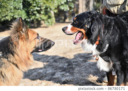 來自大型犬德國牧羊犬伯恩山犬的問候 86780171