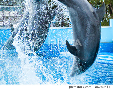 海豚跳 86780314