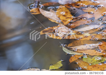 水面上的落葉 秋天的彩色圖像（溫原湖周圍） 86780338