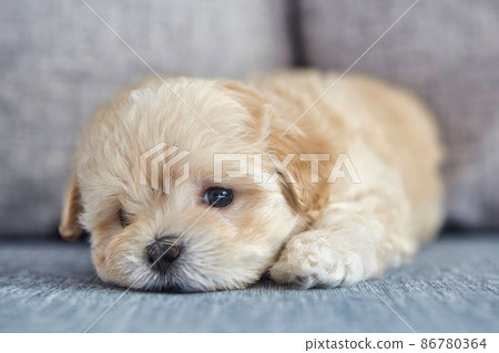 brown puppy maltipoo. a close-up photo of a lying dog 86780364