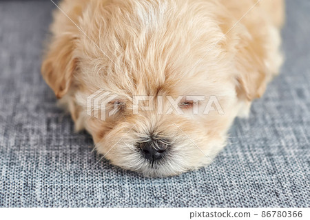 photo of a brown maltipoo puppy sleeping close-up photo of a brown maltipoo puppy sleeping close-up 86780366