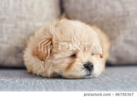 photo of a brown maltipoo puppy sleeping close-up photo of a brown maltipoo puppy sleeping close-up 86780367