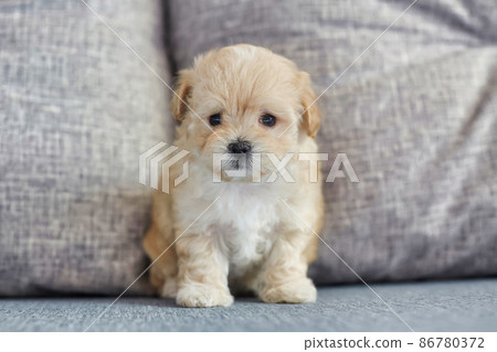 charming brown puppy maltipoo looks at the camera 86780372