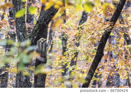 森林中的紅葉（溫原湖周邊） 86780429