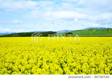 [青森]油菜花 86780580