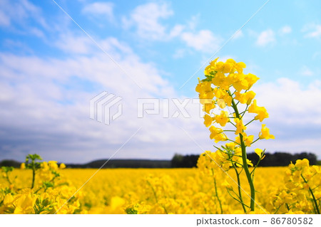 [青森]油菜花 86780582