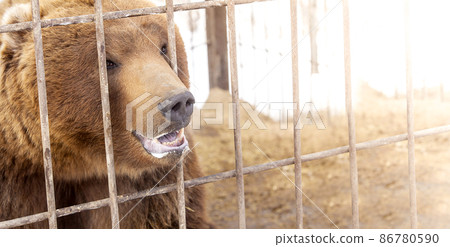 brown bear in a cage in warm directional light. Selective focus. Kamchatka Peninsula brown bear in a cage in warm directional light. Selective focus. Kamchatka Peninsula 86780590