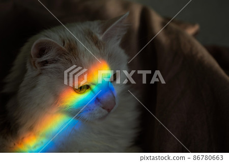 A white fluffy cat lies in the bedroom with a rainbow on its face. A white fluffy cat lies in the bedroom with a rainbow on its face. 86780663