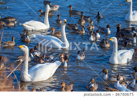 A flock of pintails, Oppe River, swan landing site, Kawajima Town A flock of pintails, Oppe River, swan landing site, Kawajima Town 86780675