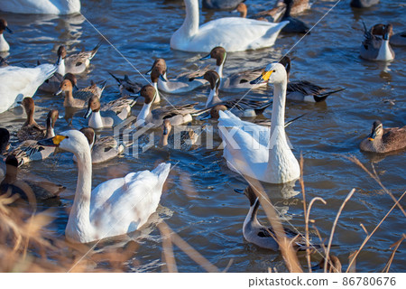 A flock of pintails, Oppe River, swan landing site, Kawajima Town A flock of pintails, Oppe River, swan landing site, Kawajima Town 86780676