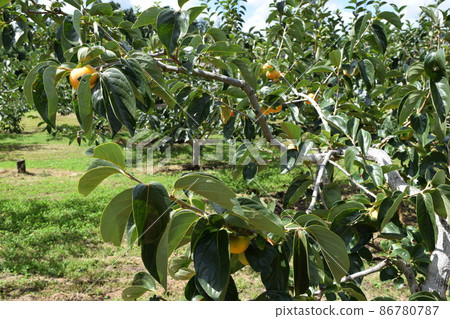 Persimmon tree Shonai, Yamagata Prefecture 86780787