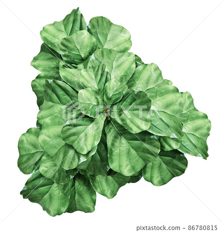 Ficus Lyrata isolated on  background  86780815