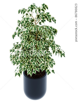 Ficus benjamina isolated on background Ficus benjamina isolated on background 86780823