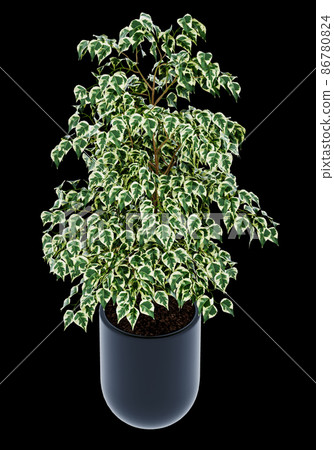 Ficus benjamina isolated on  background  86780824