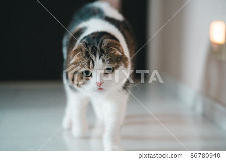 Cat walking at home (Scottish Fold) 86780940
