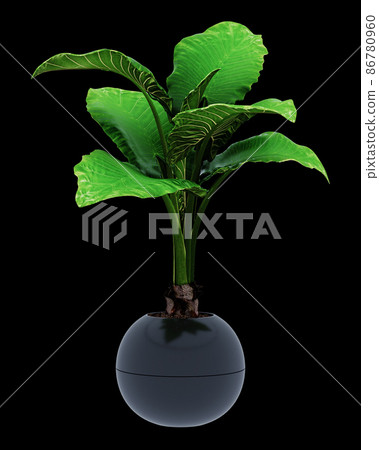 Alocasia macrorrhiza isolated on background  86780960