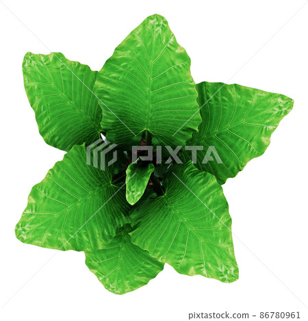 Alocasia macrorrhiza isolated on background Alocasia macrorrhiza isolated on background 86780961