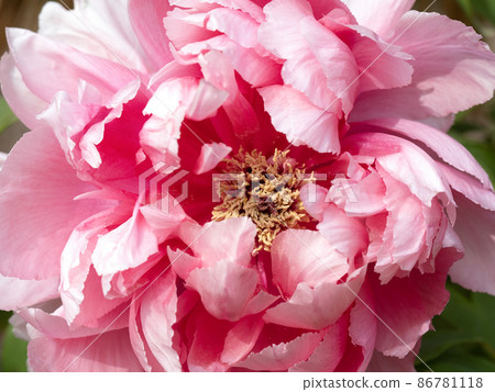 Winter button 86781118