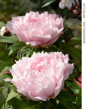 Winter button 86781119