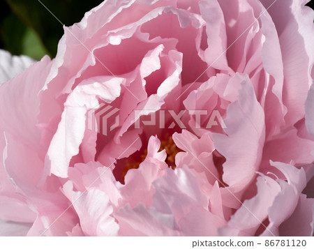 Winter button 86781120