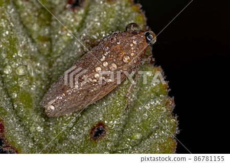 Small Typical Leafhopper Small Typical Leafhopper 86781155
