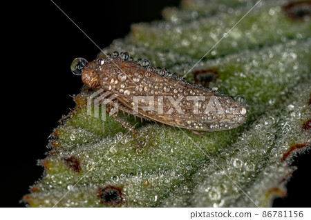 Small Typical Leafhopper Small Typical Leafhopper 86781156