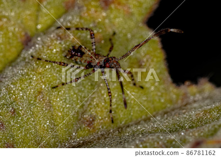 Leaf-footed Bug Nymph Leaf-footed Bug Nymph 86781162