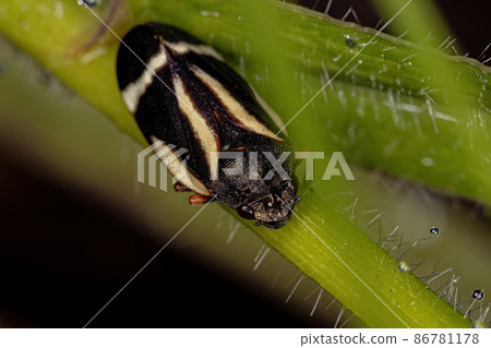 Adult Black Froghopper Adult Black Froghopper 86781178