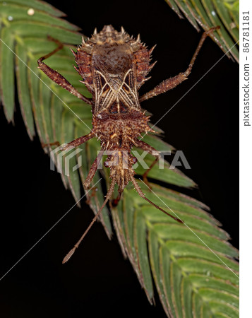 Adult Leaf-footed Bug Adult Leaf-footed Bug 86781181