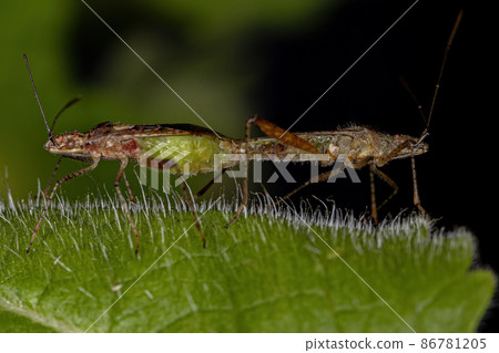 Adult Scentless Plant Bugs Adult Scentless Plant Bugs 86781205
