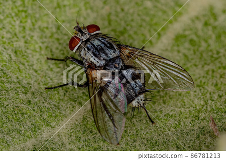 Adult Bristle Fly Adult Bristle Fly 86781213