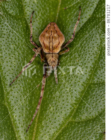 Small Typical Orbweaver Small Typical Orbweaver 86781217