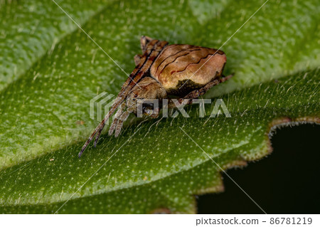 Small Typical Orbweaver 86781219