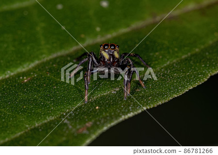 Small Jumping spider Small Jumping spider 86781266